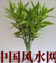 海口十二生肖养什么植物最旺财运？你知道吗！